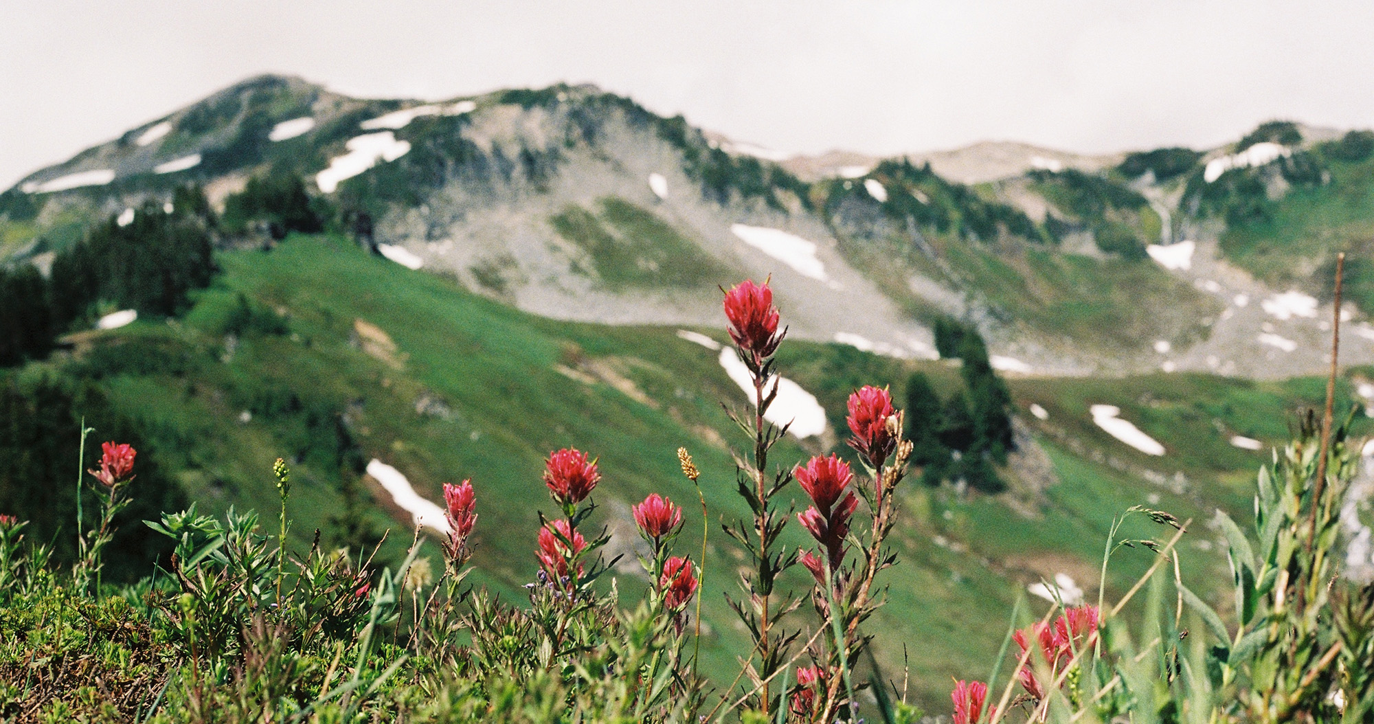 Rainier-flowers